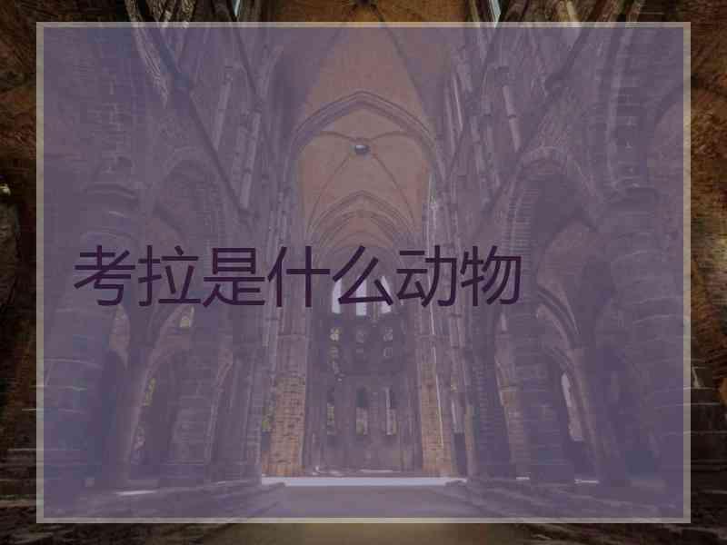 考拉是什么动物