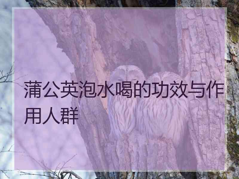 蒲公英泡水喝的功效与作用人群
