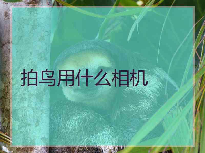 拍鸟用什么相机