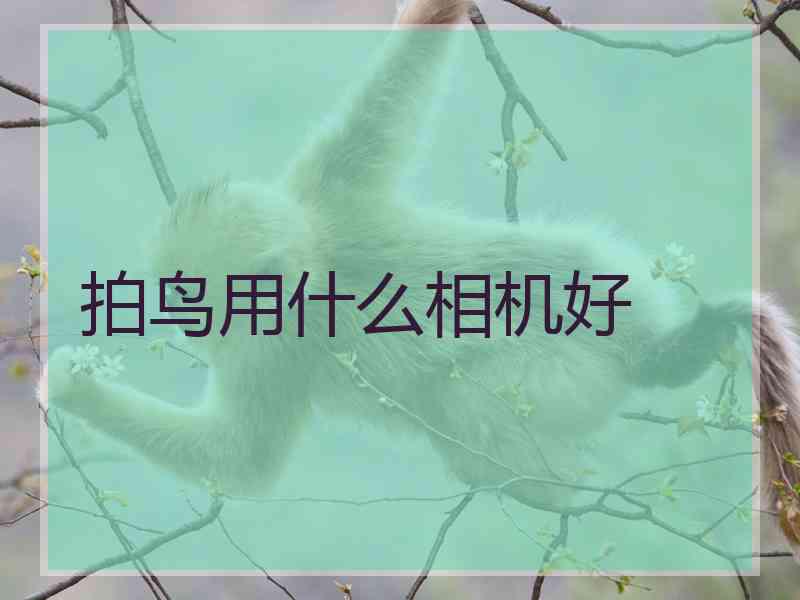 拍鸟用什么相机好