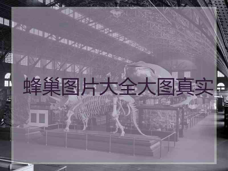 蜂巢图片大全大图真实
