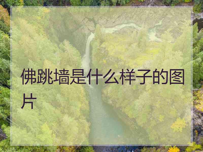 佛跳墙是什么样子的图片