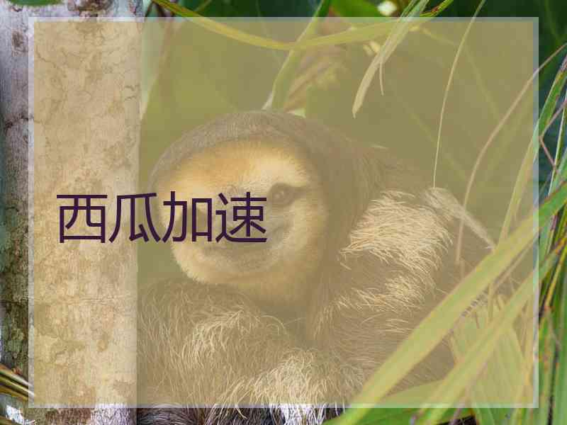 西瓜加速